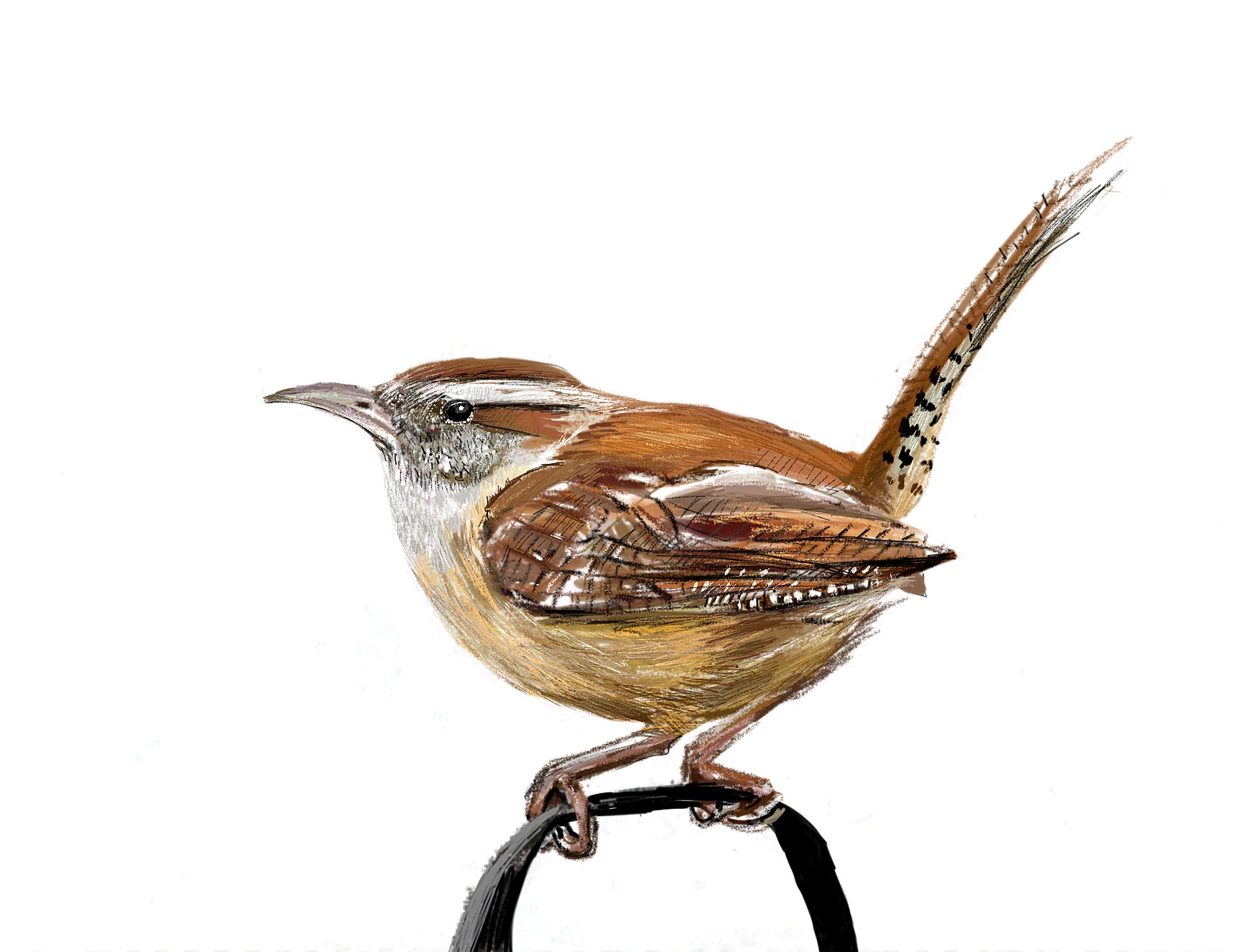 Carolina Wren Art Print