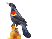 Red-winged Blackbird Art Print