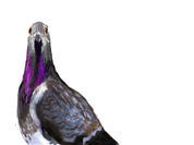 Rock Pigeon Art Print