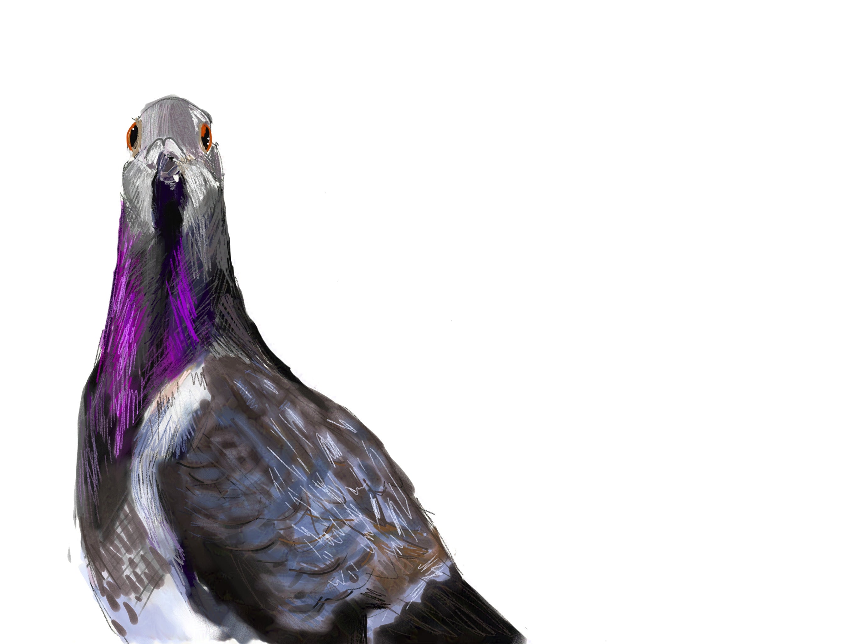Rock Pigeon Art Print