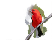 Scarlet Tanager Art Print