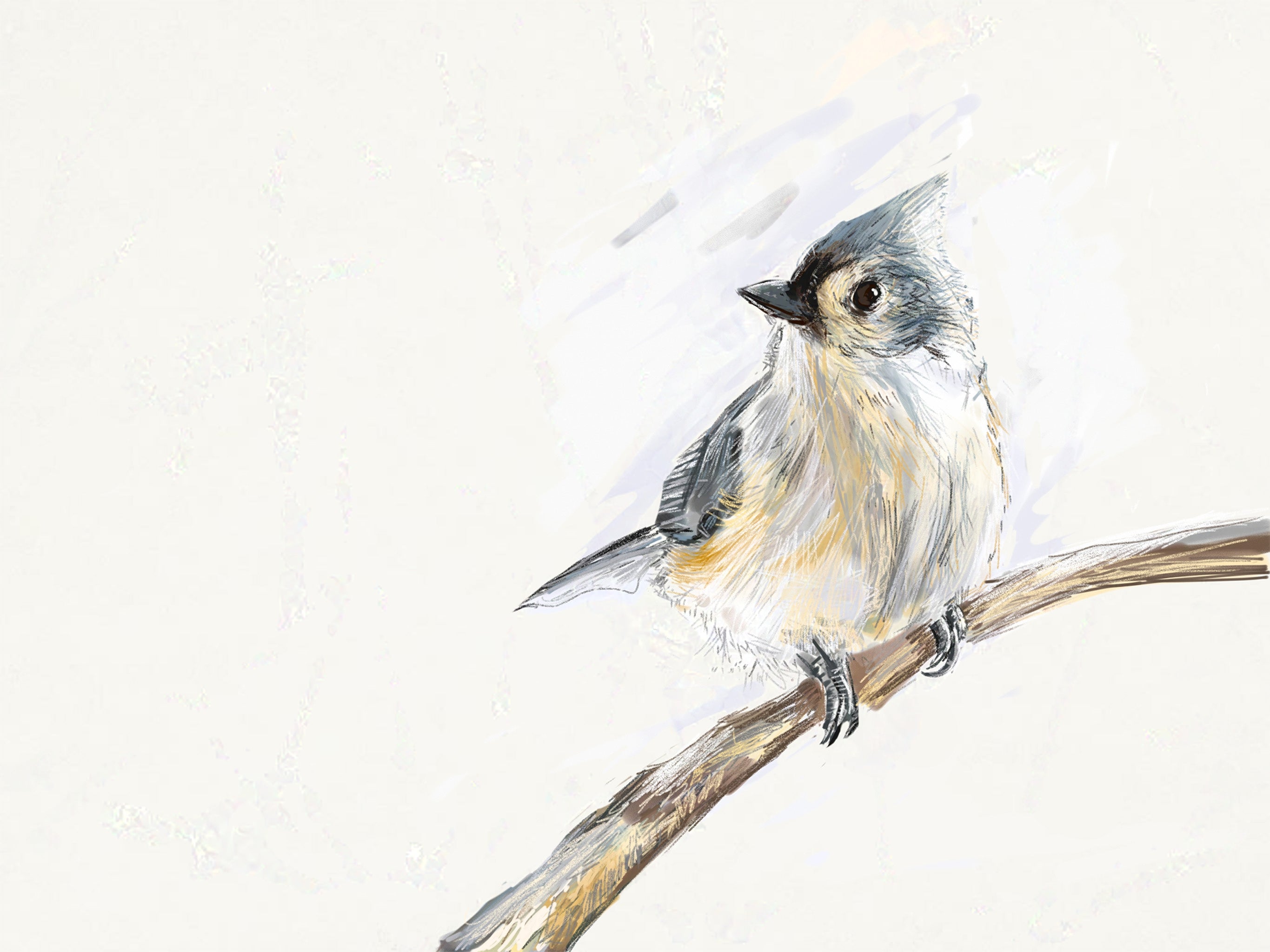 Tufted Titmouse Art Print