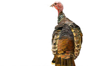 Wild Turkey Art Print