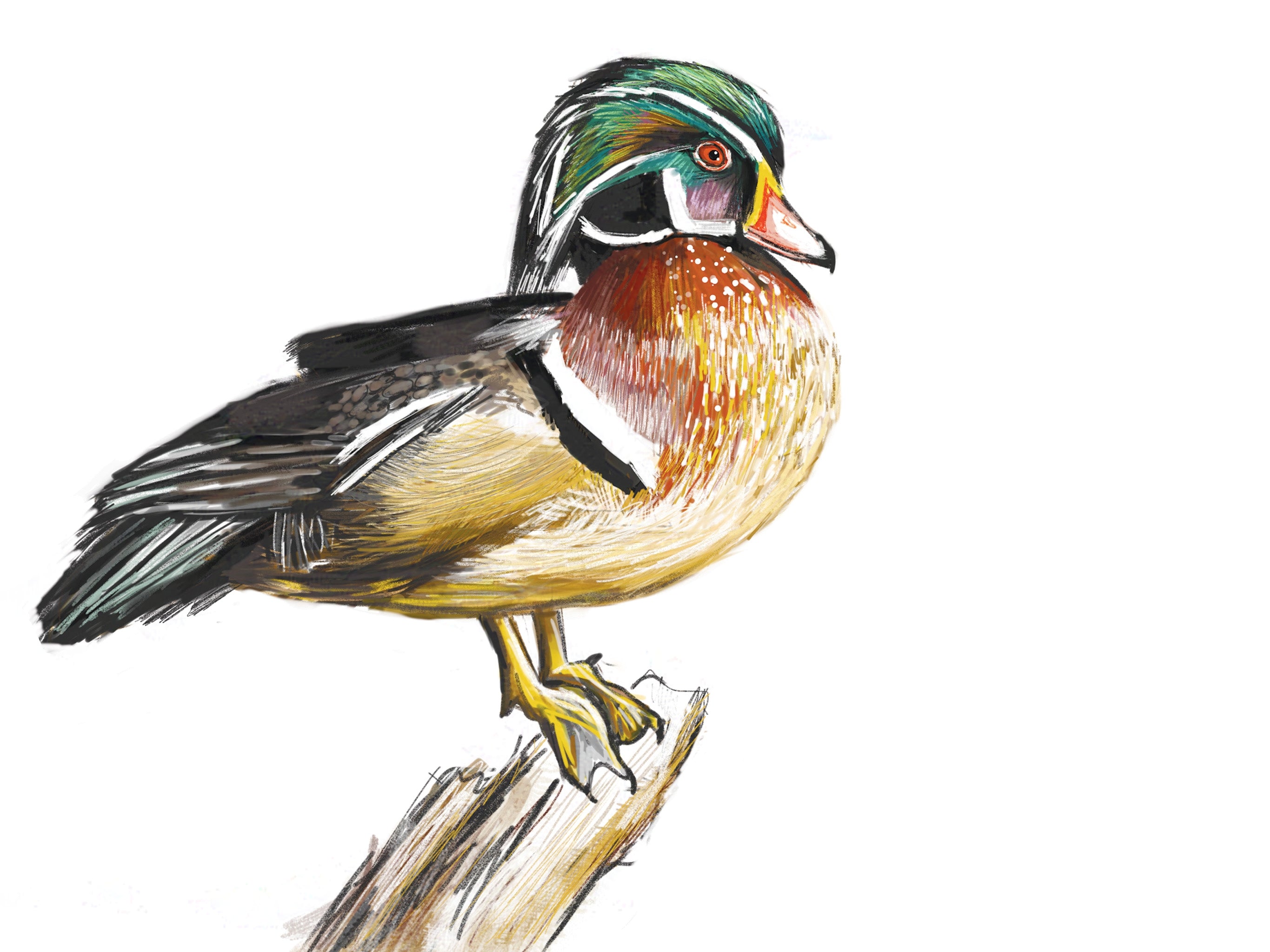Wood Duck Art Print