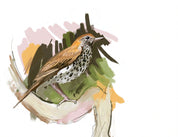 Wood Thrush Art Print