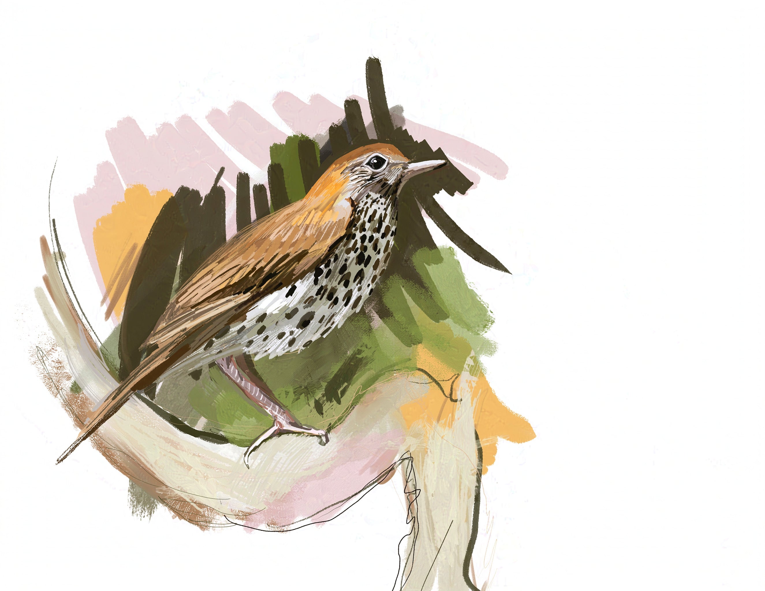 Wood Thrush Art Print