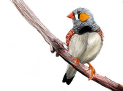 Zebra Finch Art Print