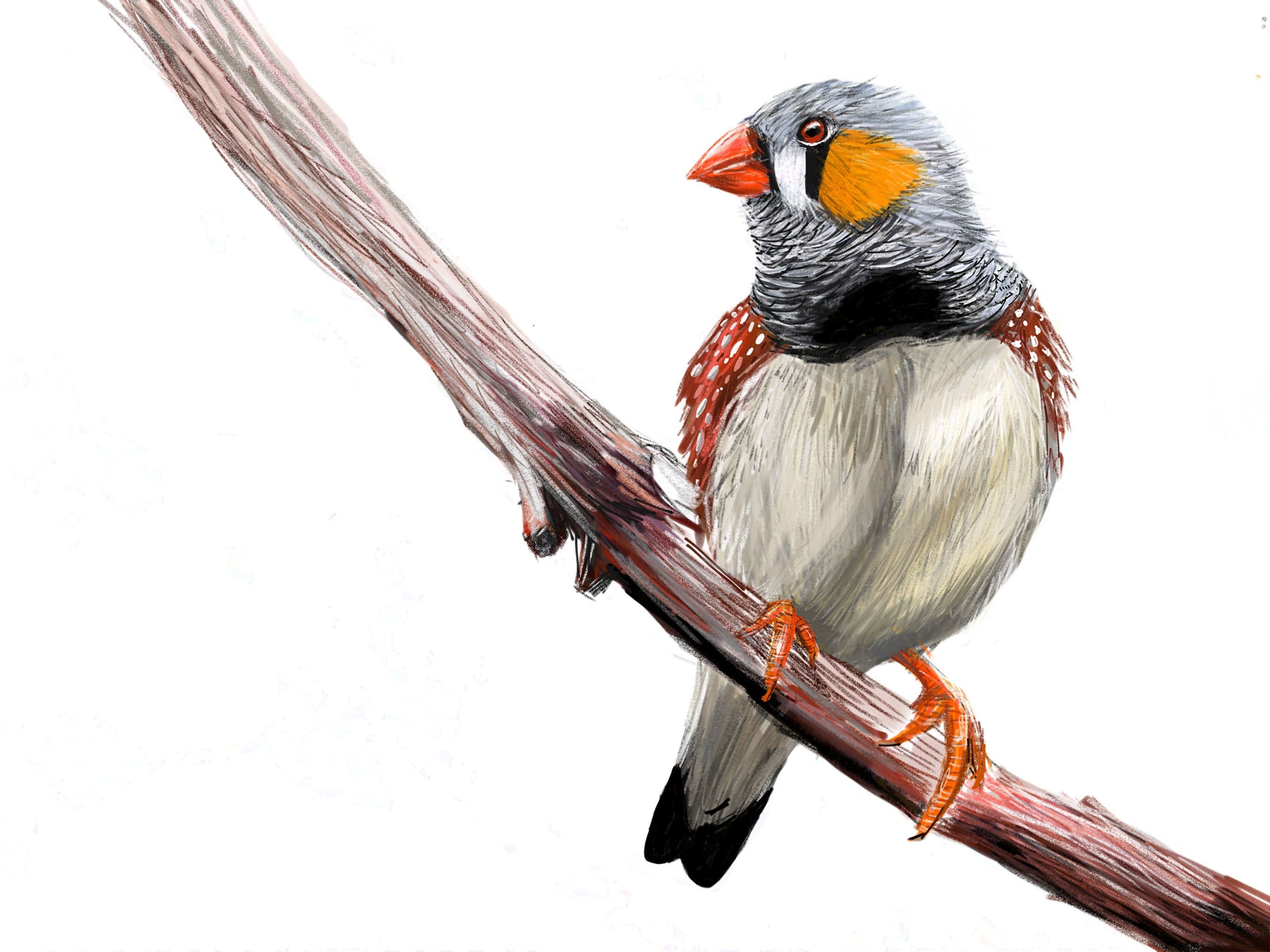 Zebra Finch Art Print