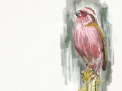Chinese Beautiful Rosefinch Art Print