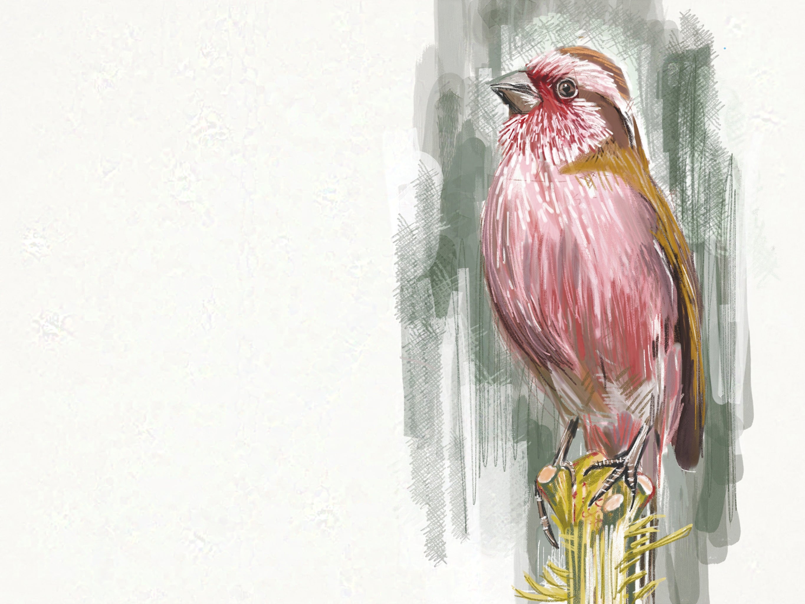 Chinese Beautiful Rosefinch Art Print