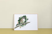 Dark-eyed Junco Art Print