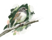 Dark-eyed Junco Art Print