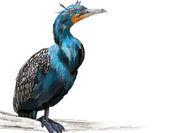 Double-Crested Cormorant Art Print