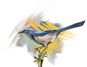 Florida Scrub-Jay Art Print