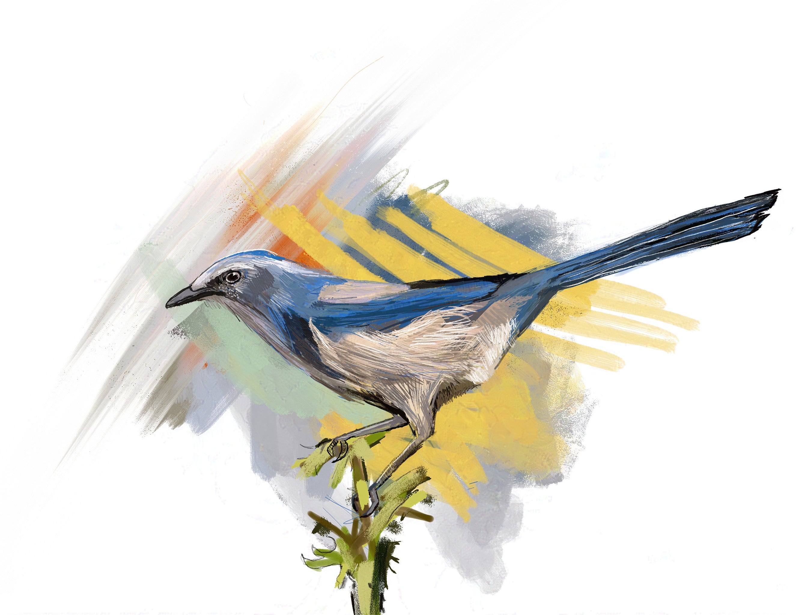 Florida Scrub-Jay Art Print