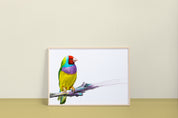 Gouldian Finch Art Print
