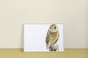 Short-eared Owl Art Print