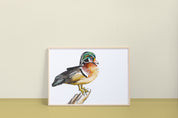 Wood Duck Art Print