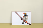 Zebra Finch Art Print