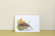 American Woodcock Art Print