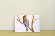 Cedar Waxwing Art Print