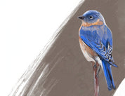 Eastern Bluebird Art Print