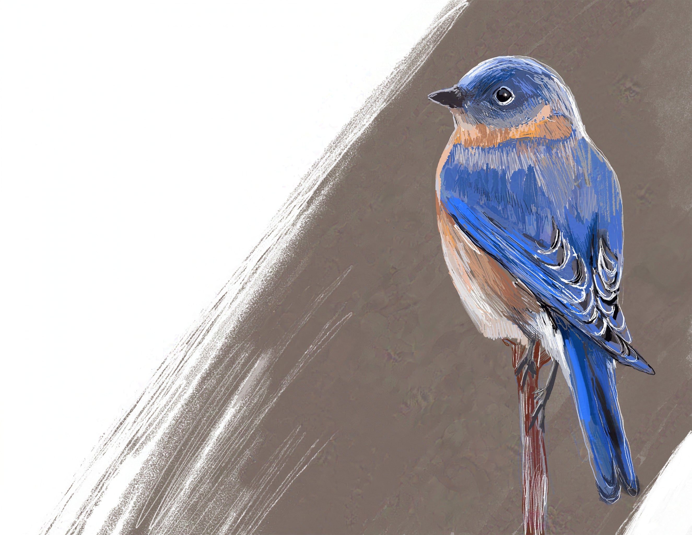 Eastern Bluebird Art Print