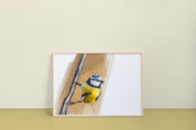 Eurasian Blue Tit Art Print