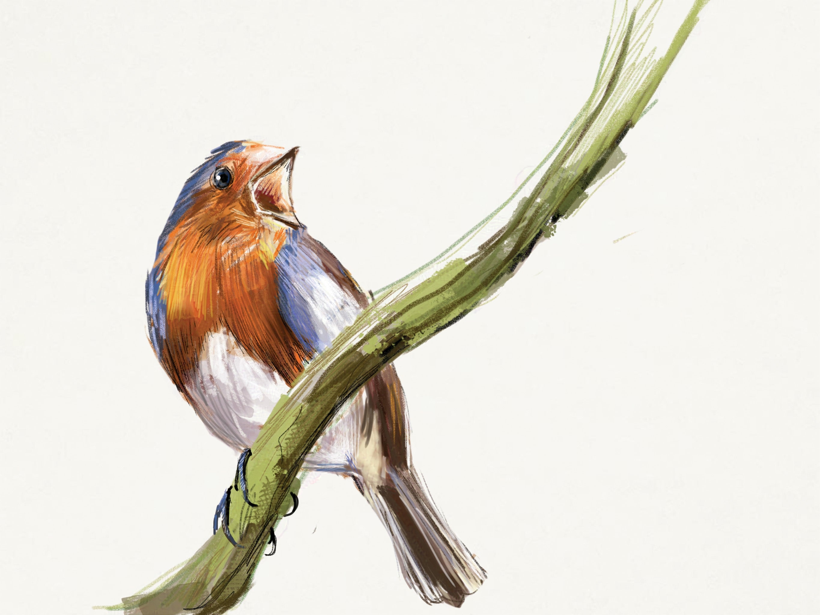 European Robin Art Print