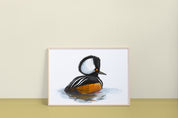 Hooded Merganser Art Print