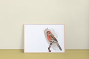 House Finch Art Print