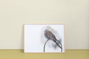 Mourning Dove Art Print