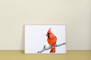 Northern Cardinal (2014) Art Print