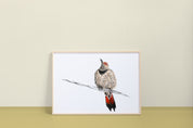 Northern Flicker Art Print