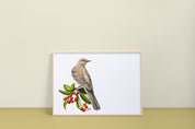 Northern Mockingbird Art Print