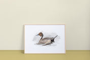 Northern Pintail Art Print