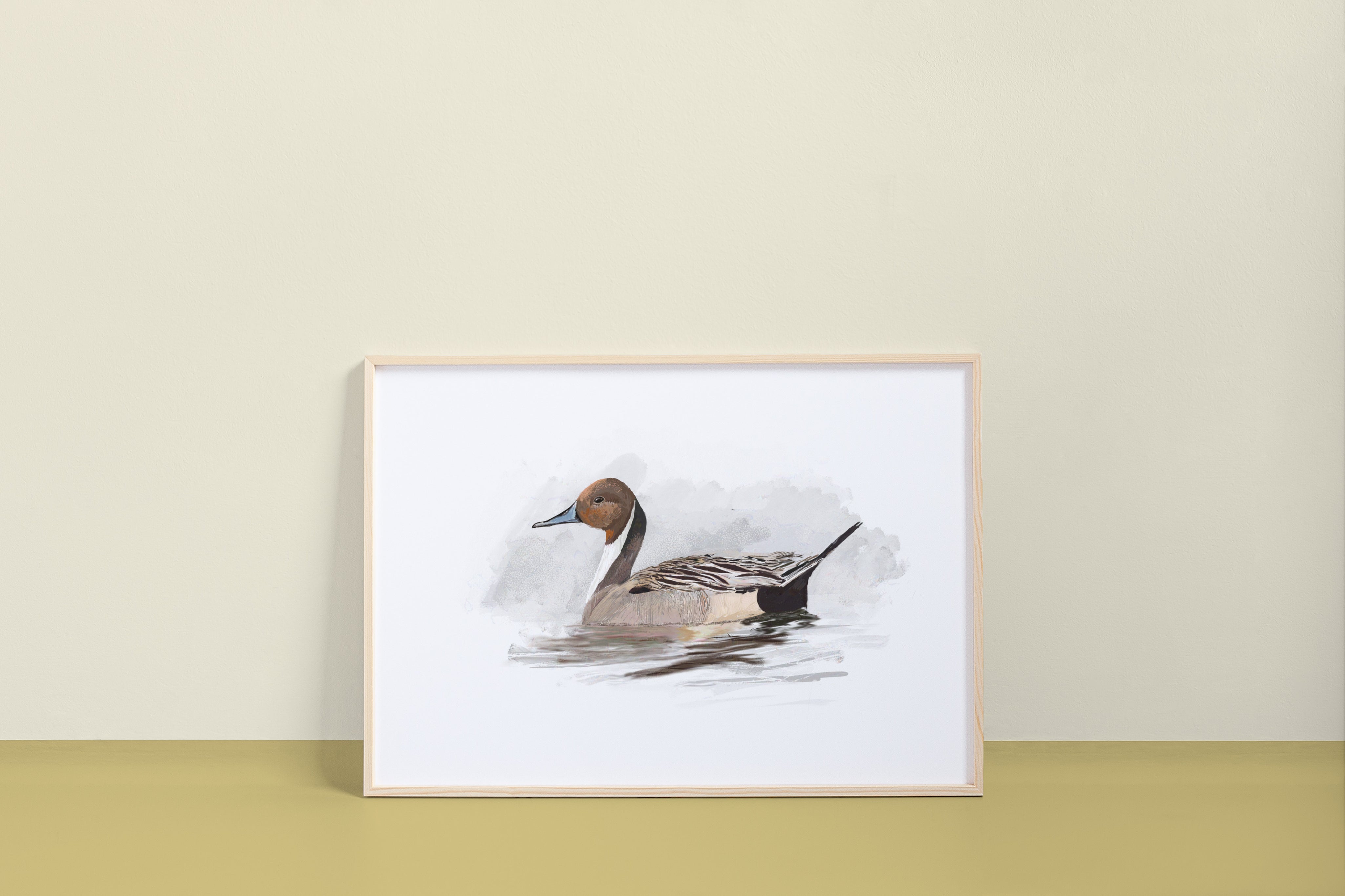 Northern Pintail Art Print