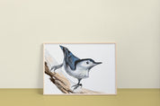 White Breasted Nuthatch Art Print