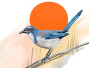 California Scrub-Jay Art Print