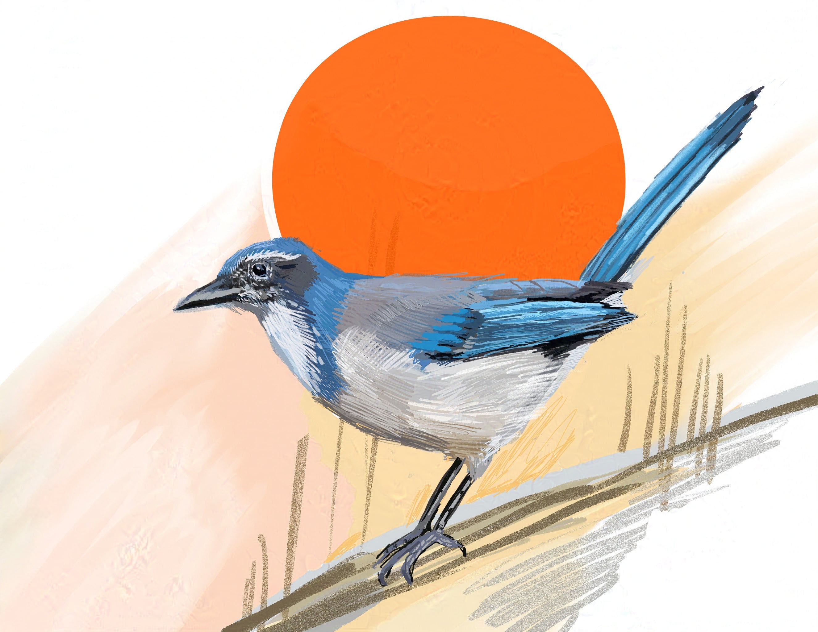 California Scrub-Jay Art Print