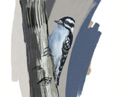 Downey Woodpecker Art Print
