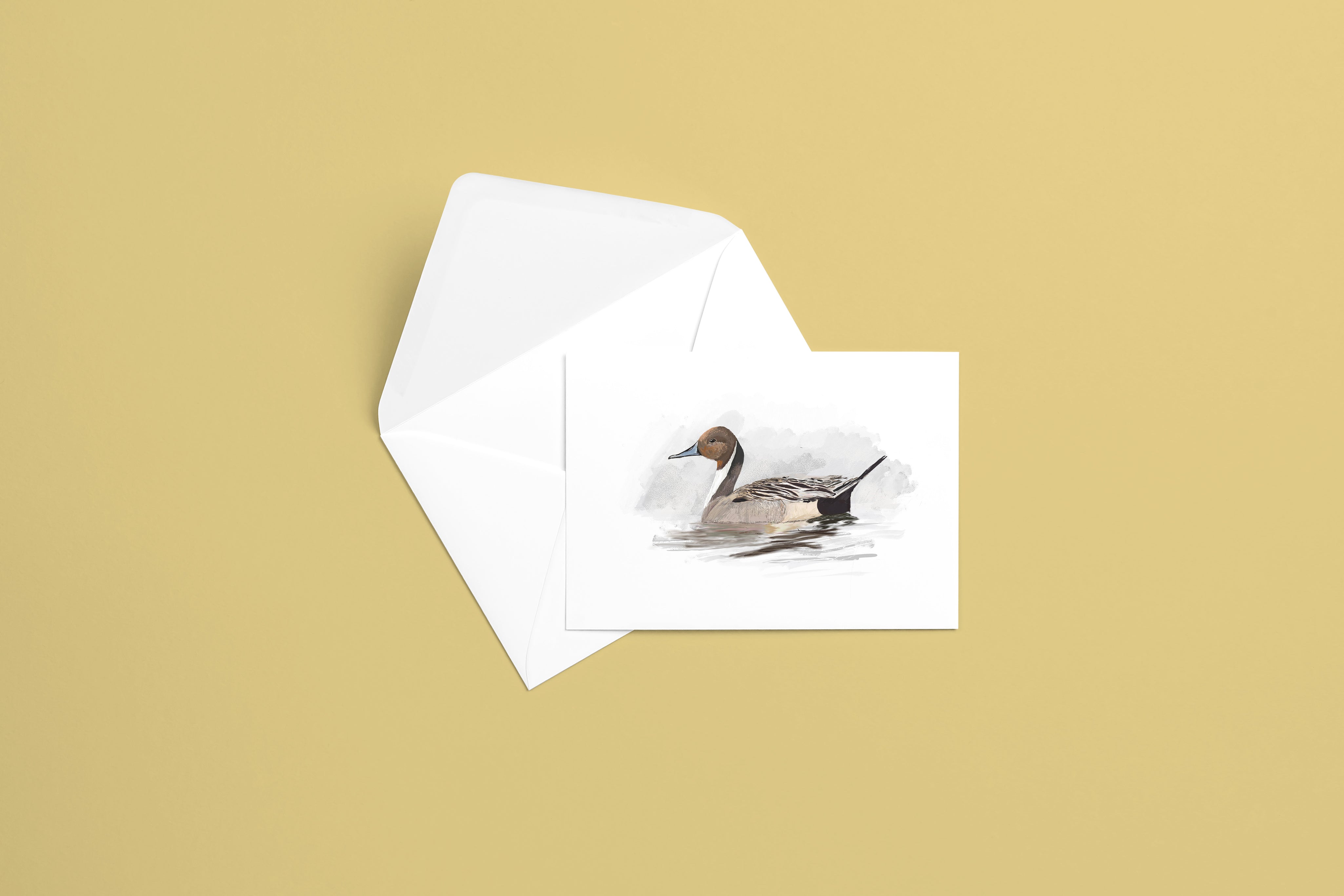 Northern Pintail Greeting Card