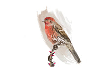 House Finch Art Print