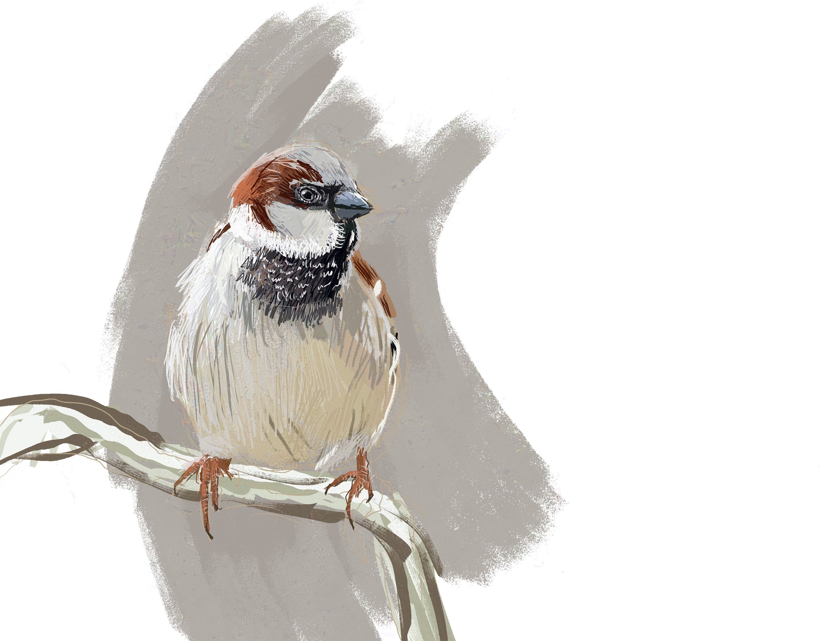 House Sparrow Art Print