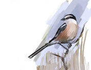 Masked Shrike Art Print