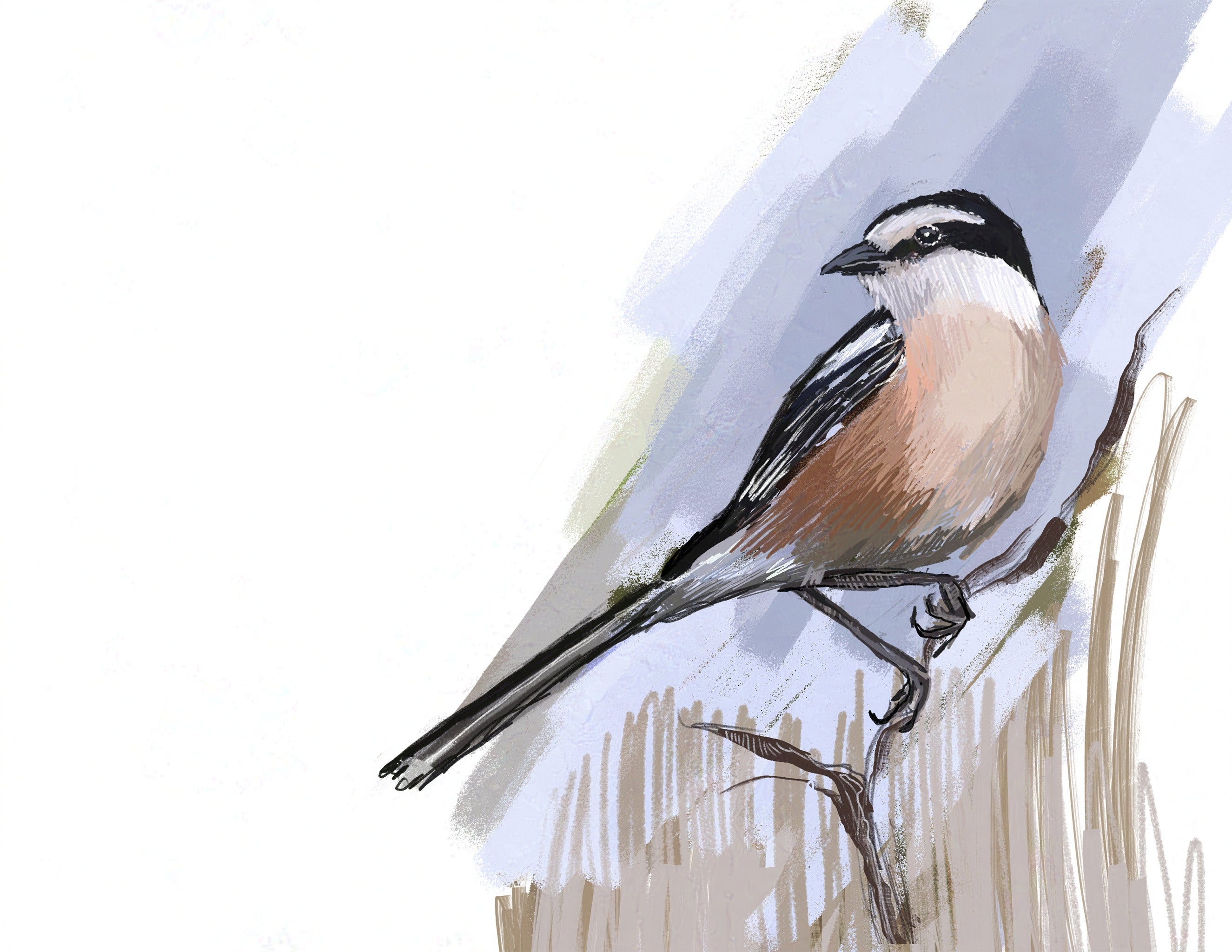 Masked Shrike Art Print