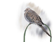 Mourning Dove Art Print