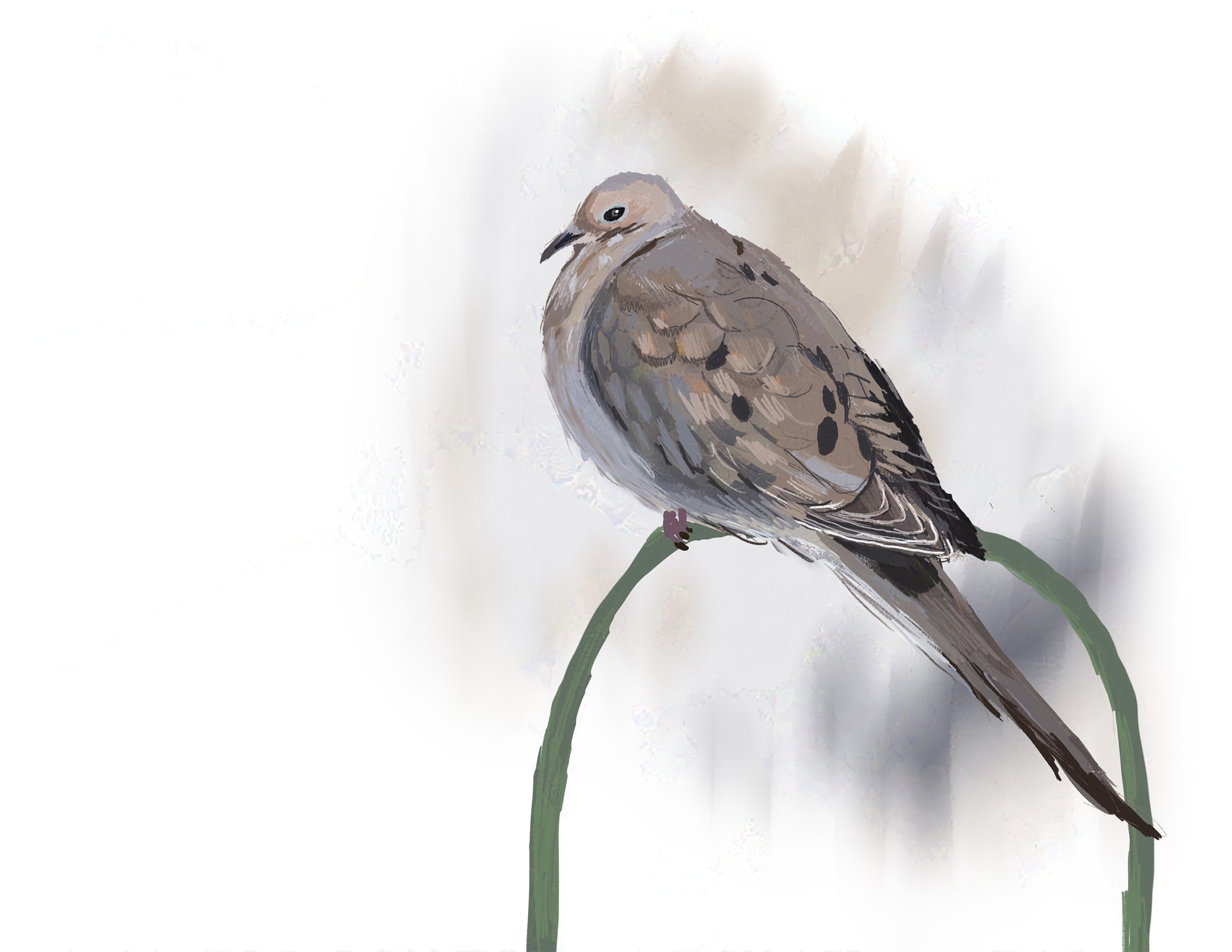 Mourning Dove Art Print