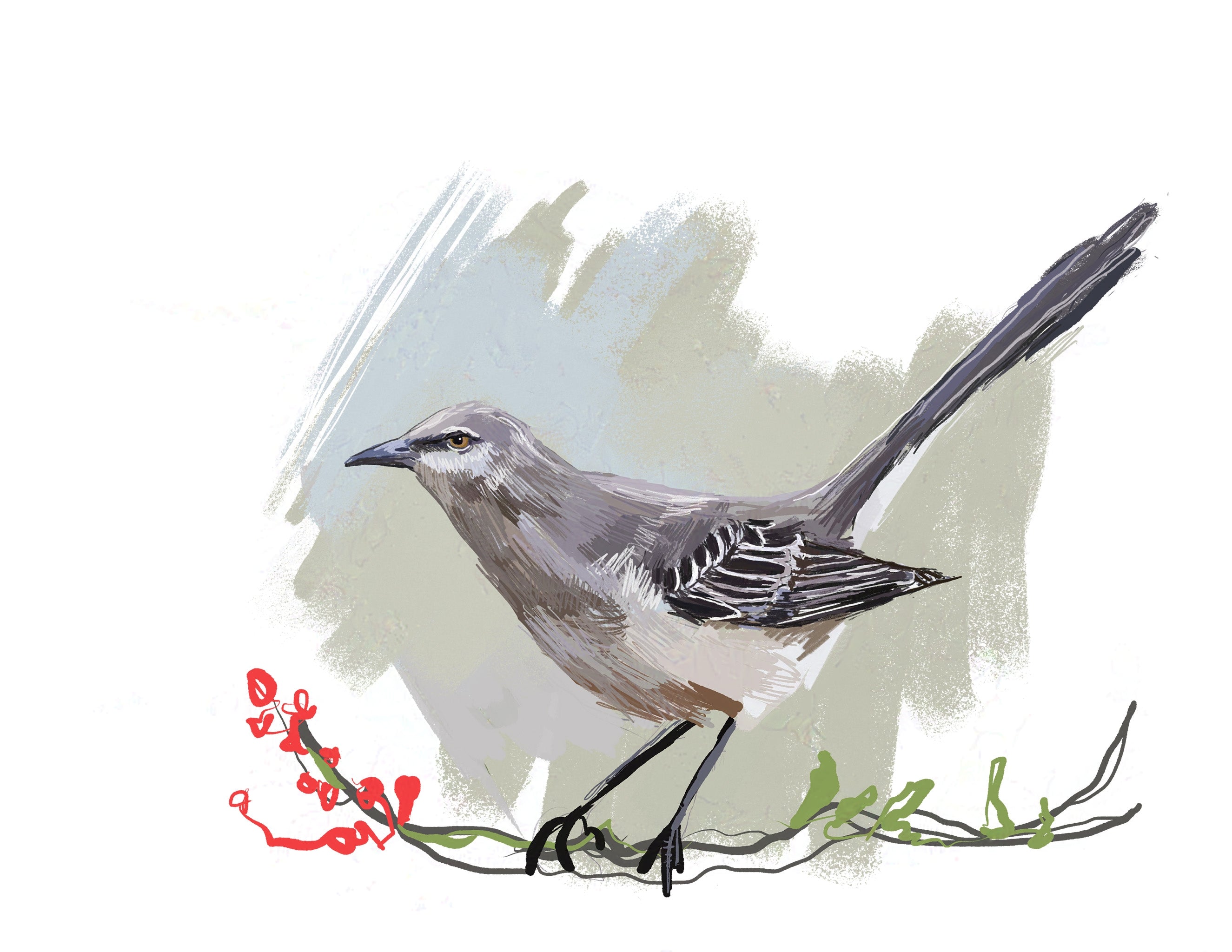 Northern Mockingbird (2025) Art Print