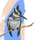 Pied Kingfisher Art Print
